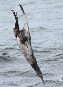 psychedelic seabird