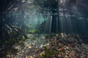 psychedelic mangrove