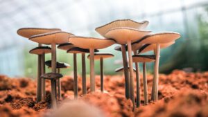 phoenix-han-ARCaazwh4xw-unsplash mushroom psychedelic safety